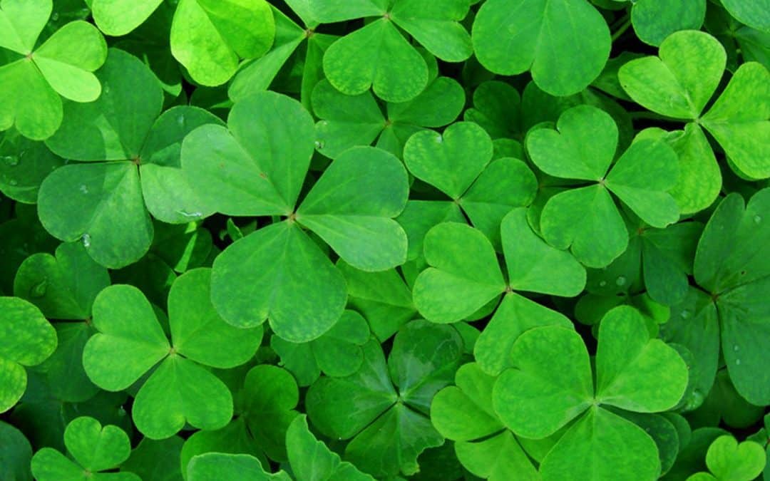 St. Patrick’s Day – Broadcast Service.